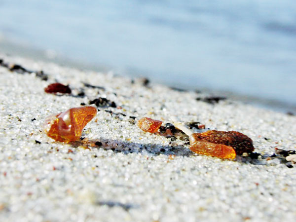 Amber stones from the beach of the Baltic Sea